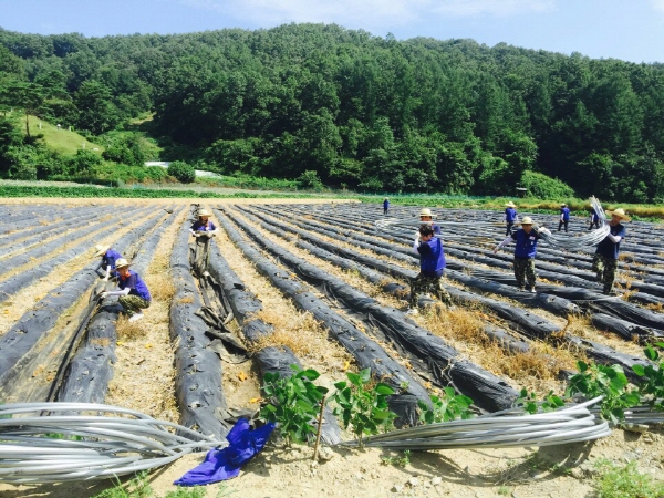 한밭대, 총동아리 연합회 농촌봉사활동 전개 이미지