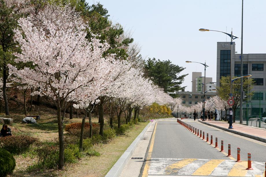 한밭대 봄 이미지